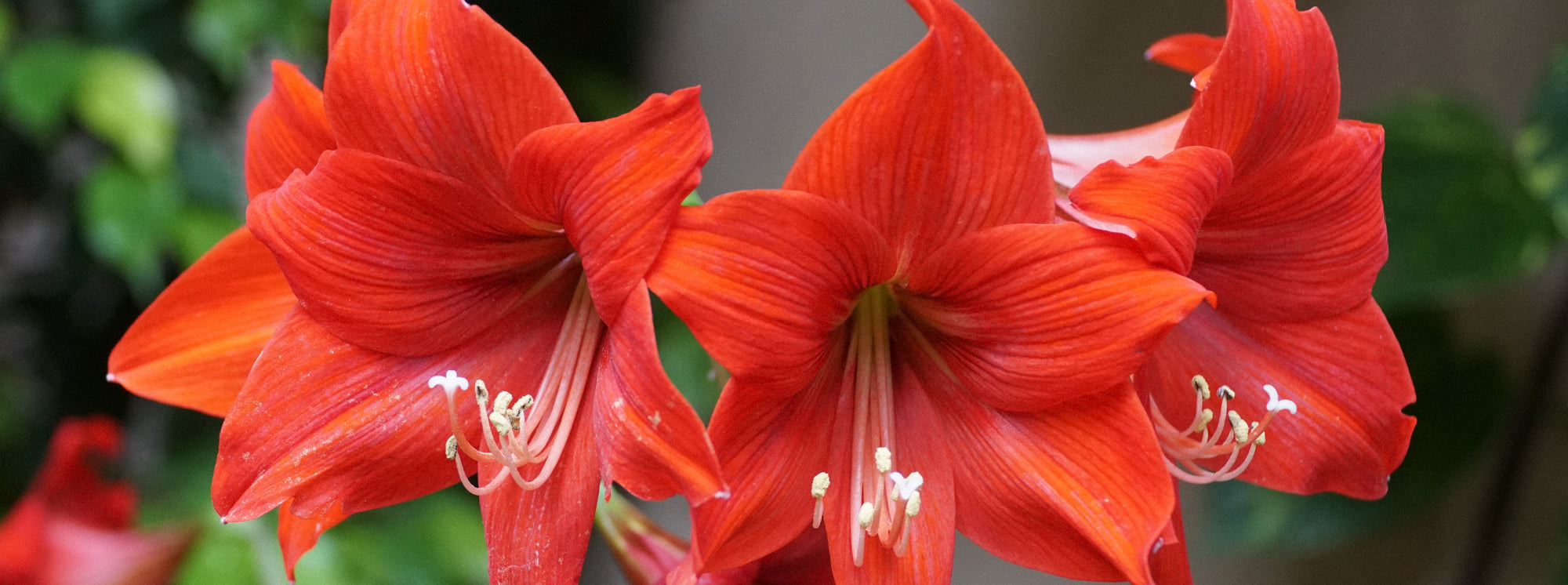 Amaryllis